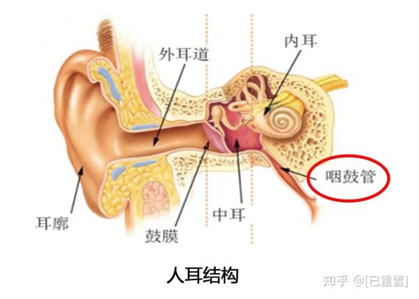 人耳结构中的咽鼓管