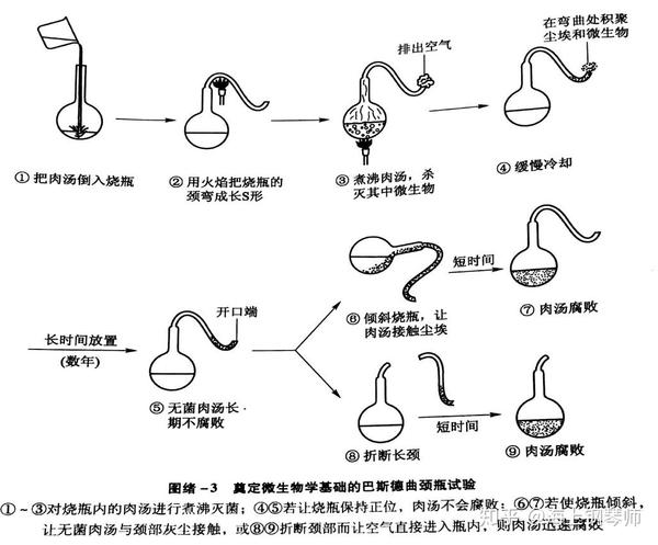 神之选民巴斯德下