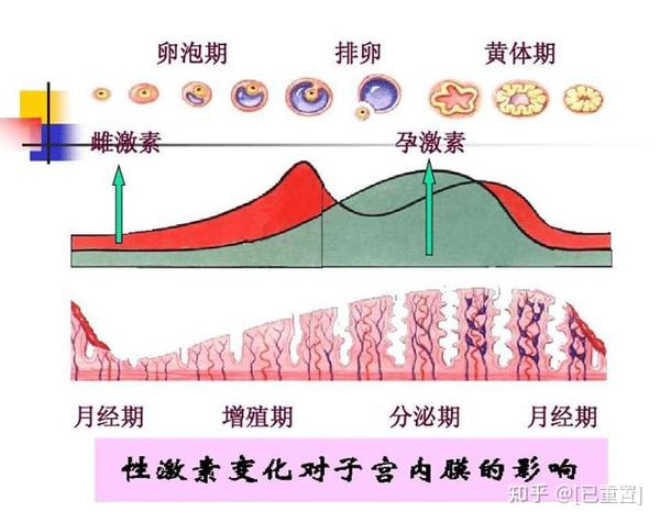 黄体→黄体分泌孕酮(与雌激素一起作用于子宫内膜由增生期转变为分泌