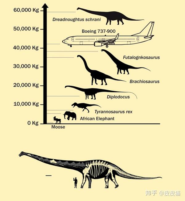 人类发现的最大的恐龙有多大?