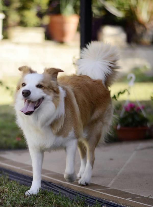 想养狗,请推荐一个智商高的中型犬/大型犬,麻烦介绍一