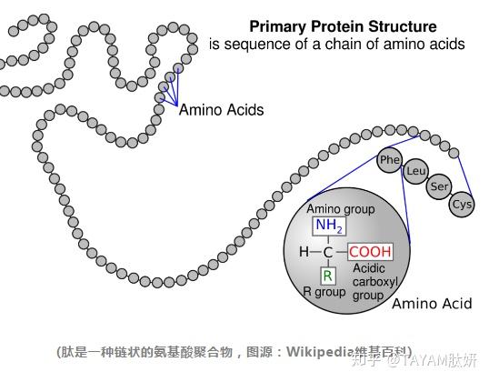 学渣版:肽(英语:peptide,来自希腊文的"消化,旧称胜,即胜肽,又称缩