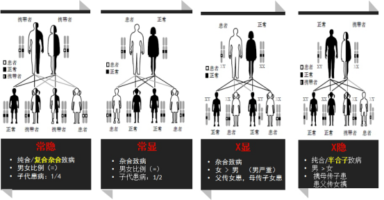 我儿子有两个疑似致病因位点遗传方式是常染色体显性遗传那我下一个