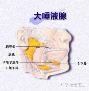 科学家在人体内发现未知的「咽鼓管唾液腺」,真的是新