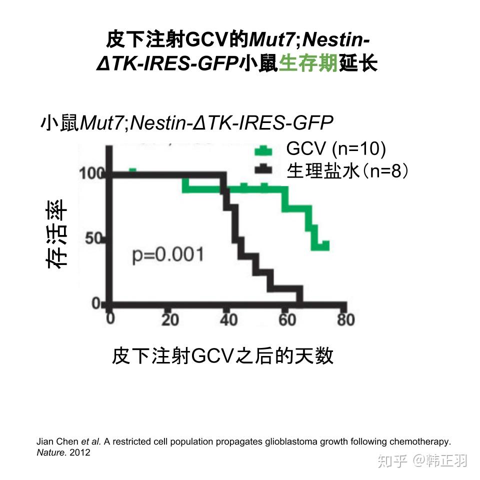 表达nestin-Δtk-ires-gfp的干细胞是神经胶质瘤复发之源