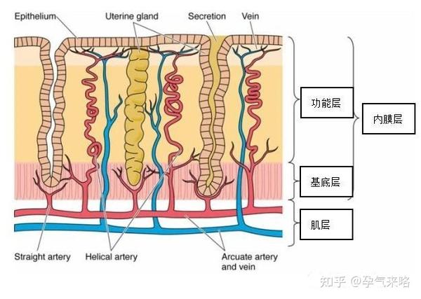 宫腔粘连又称为"阿斯曼综合征(asherman"s syndrome)".