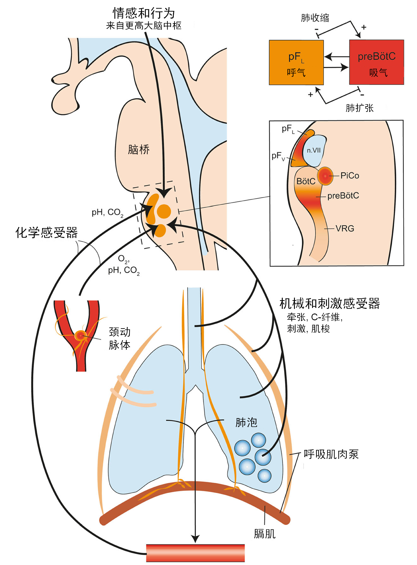 icu患者呼吸驱动生理学诊断和治疗的意义