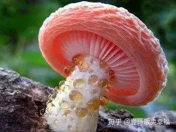 云南的野生菌当之无愧!