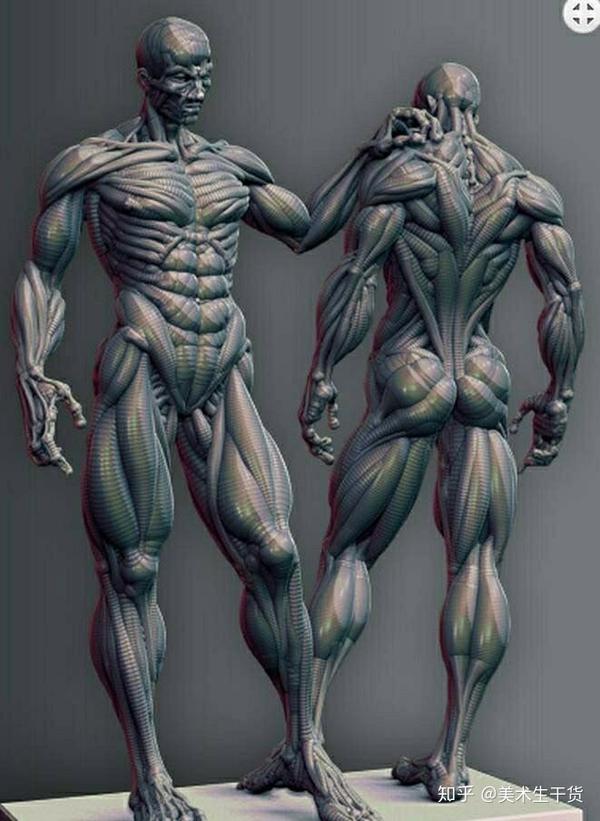 【干货分享】还不会画人体肌肉的小伙伴,你们的福利来啦!