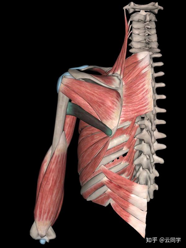 大圆肌(teres major) 内4:冈上肌(supraspinatus),小圆肌(teres minor