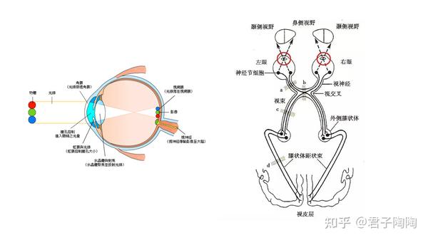 视觉传导通路