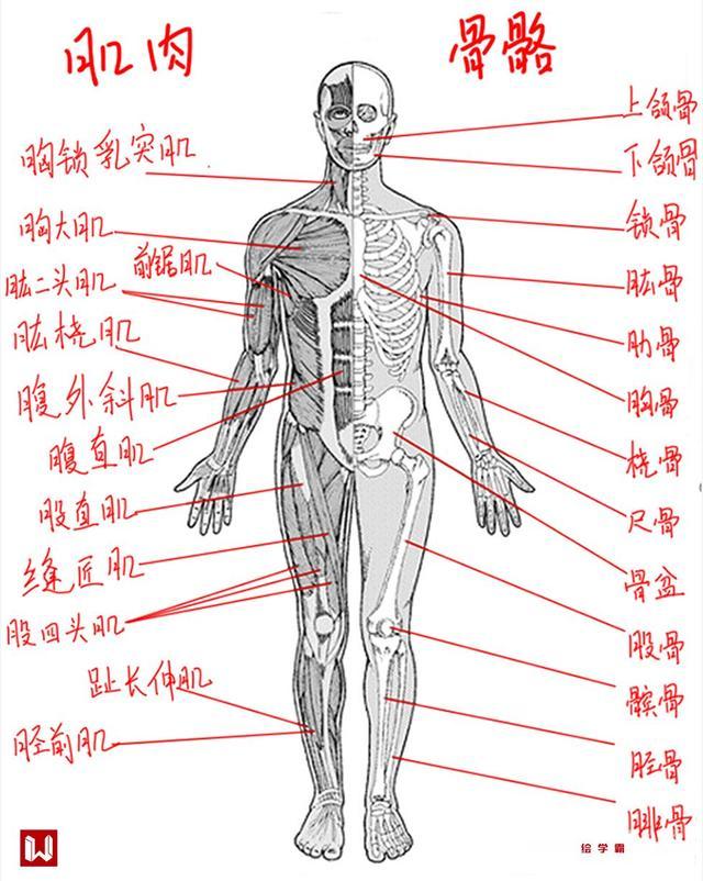 女人体系列丨大字形丨人体怎么画丨ps板绘