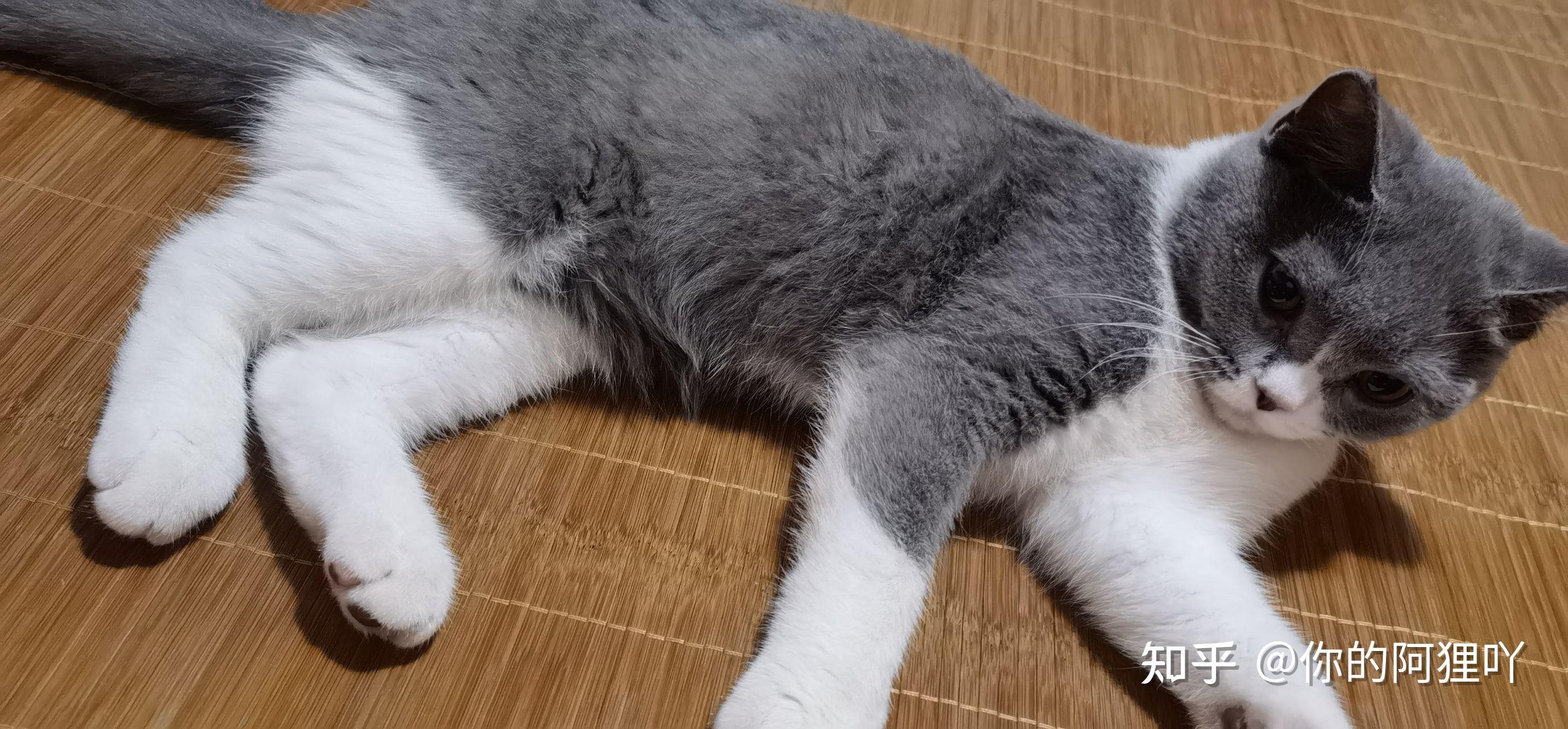 急寻英短蓝猫蓝白养主限郑州