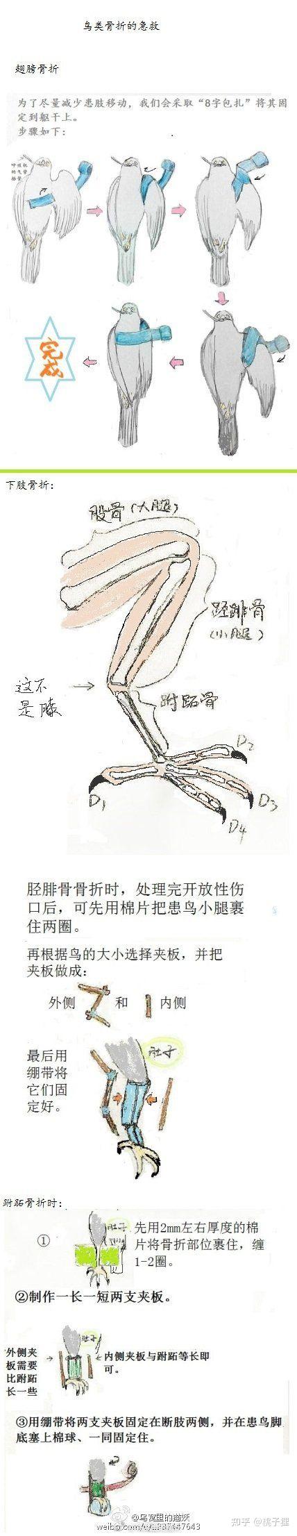 捡到鸟,腿断了怎么办?