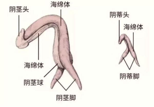 丁丁还有这样的功能?吓尿了!