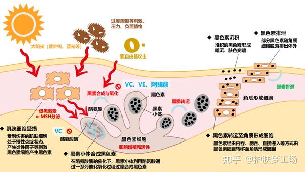 vc浓度很高 三种成分都具有很强的 抗氧化作用,可以拦截氧化性黑色素