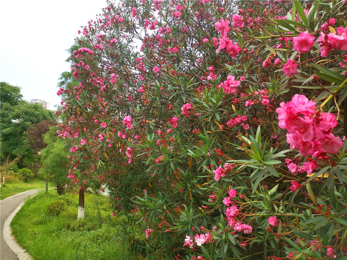 美丽吉安夹竹桃花娇艳怒放成为夏天一道亮丽风景线