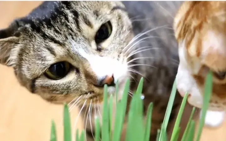 猫草猫薄荷木天蓼到底都是些什么