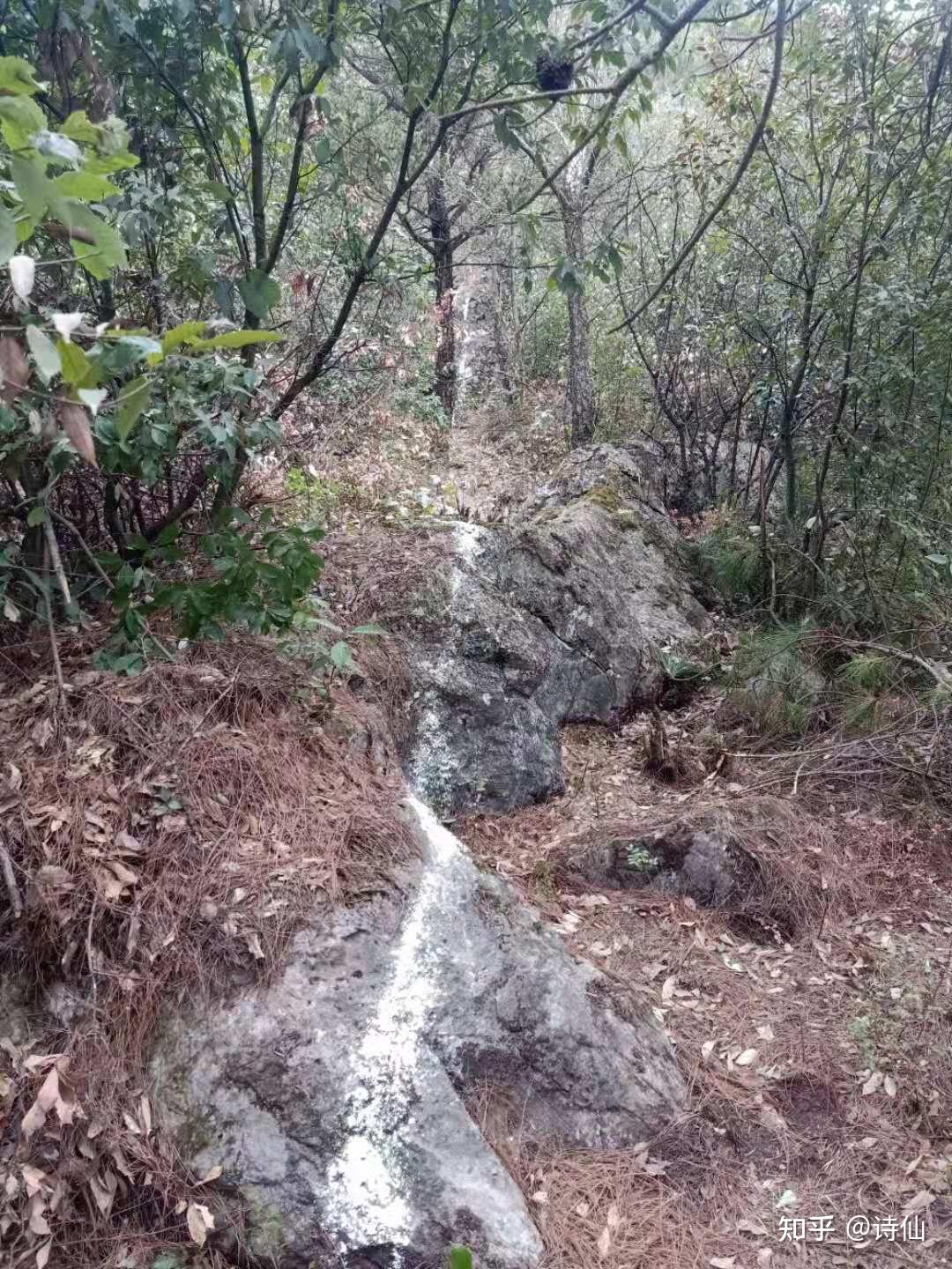 云南省宣威市羊场镇兔场村委会新德村十五队的山林