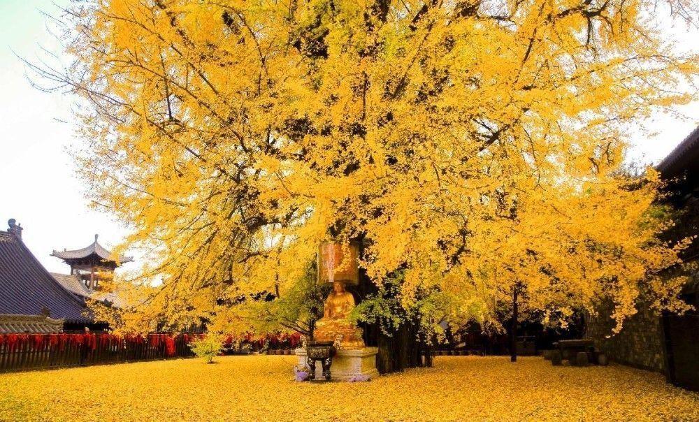 千年银杏谷,是四个密集的世界古银杏群落之一,景区内的古银杏树连成一