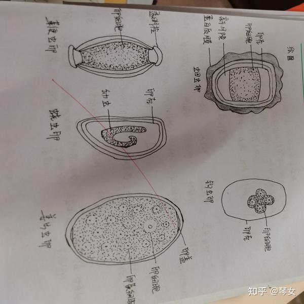 寄生虫画图 - 知乎