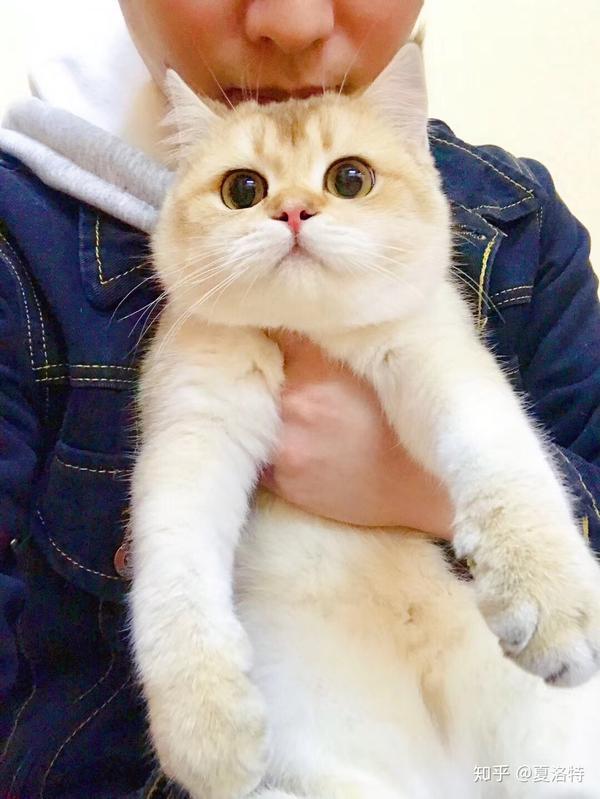 你见过最好看的猫长啥样?
