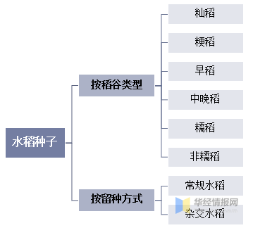 水稻种子的分类