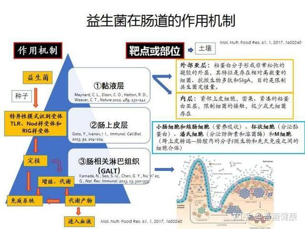 不同的益生菌发挥作用的