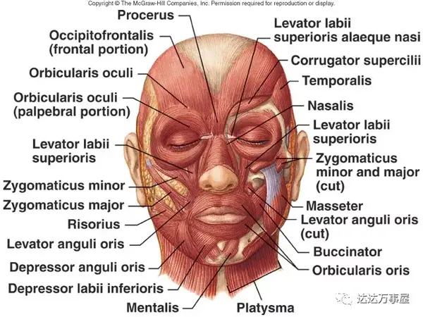 艺用解剖面部肌肉2