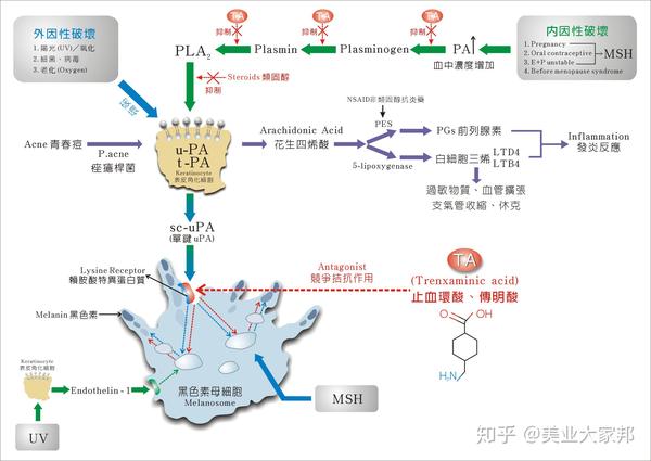 因为,口服氨甲环酸,能直接 抑制黑色素细胞的酪氨酸酶活性;还有很好