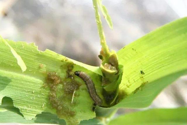 种植玉米新迁入的一种害虫:可取食玉米叶片为害,正确防治很关键