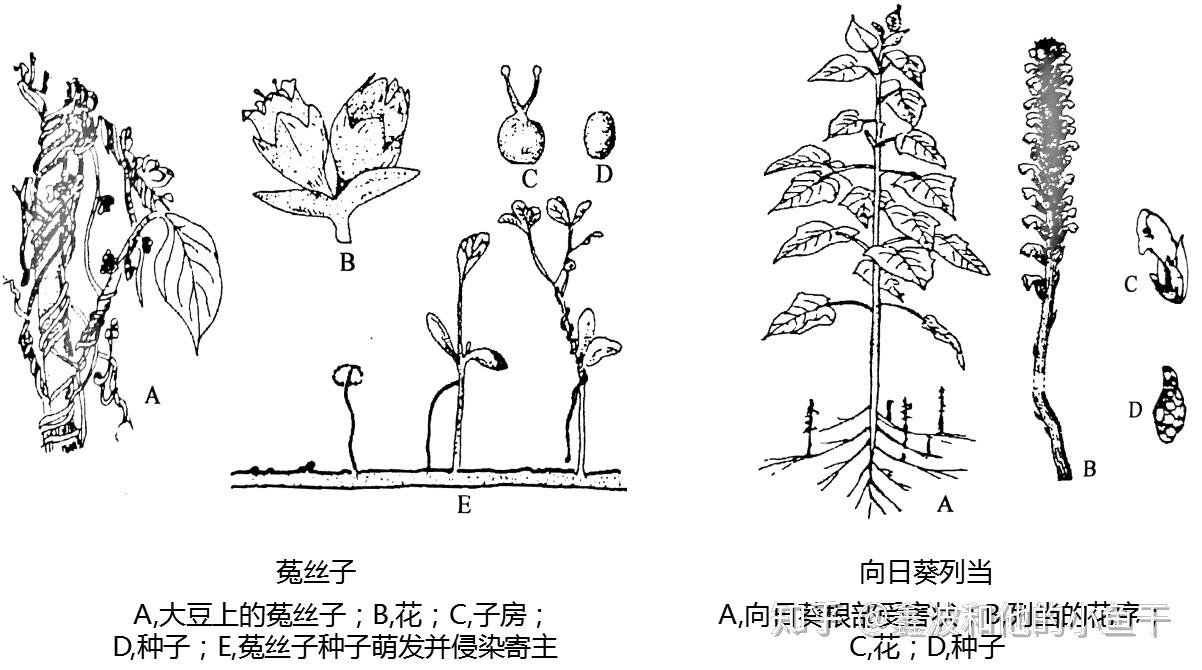 原核生物,病毒,线虫及寄生性植物等