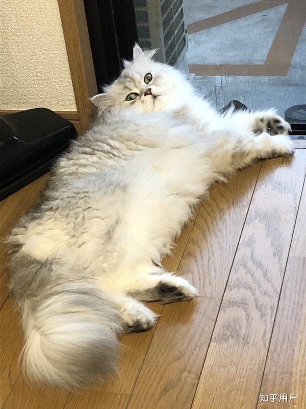 养金吉拉是怎样的体验