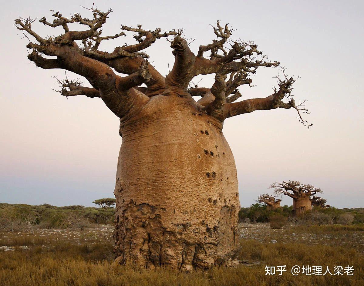 南美洲的纺锤树,又叫瓶子树,可储水4吨以上.