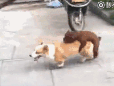 柯基:怎么甩都甩不掉啊,救命啊!