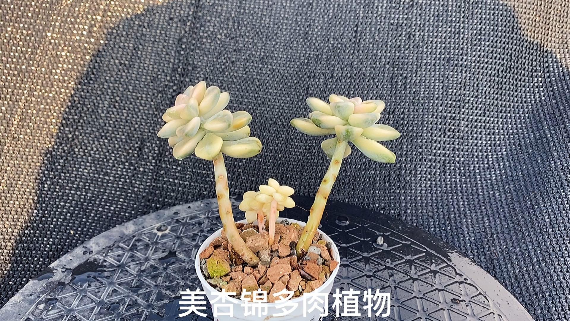 猪的多肉:拉霍亚爪多肉植物