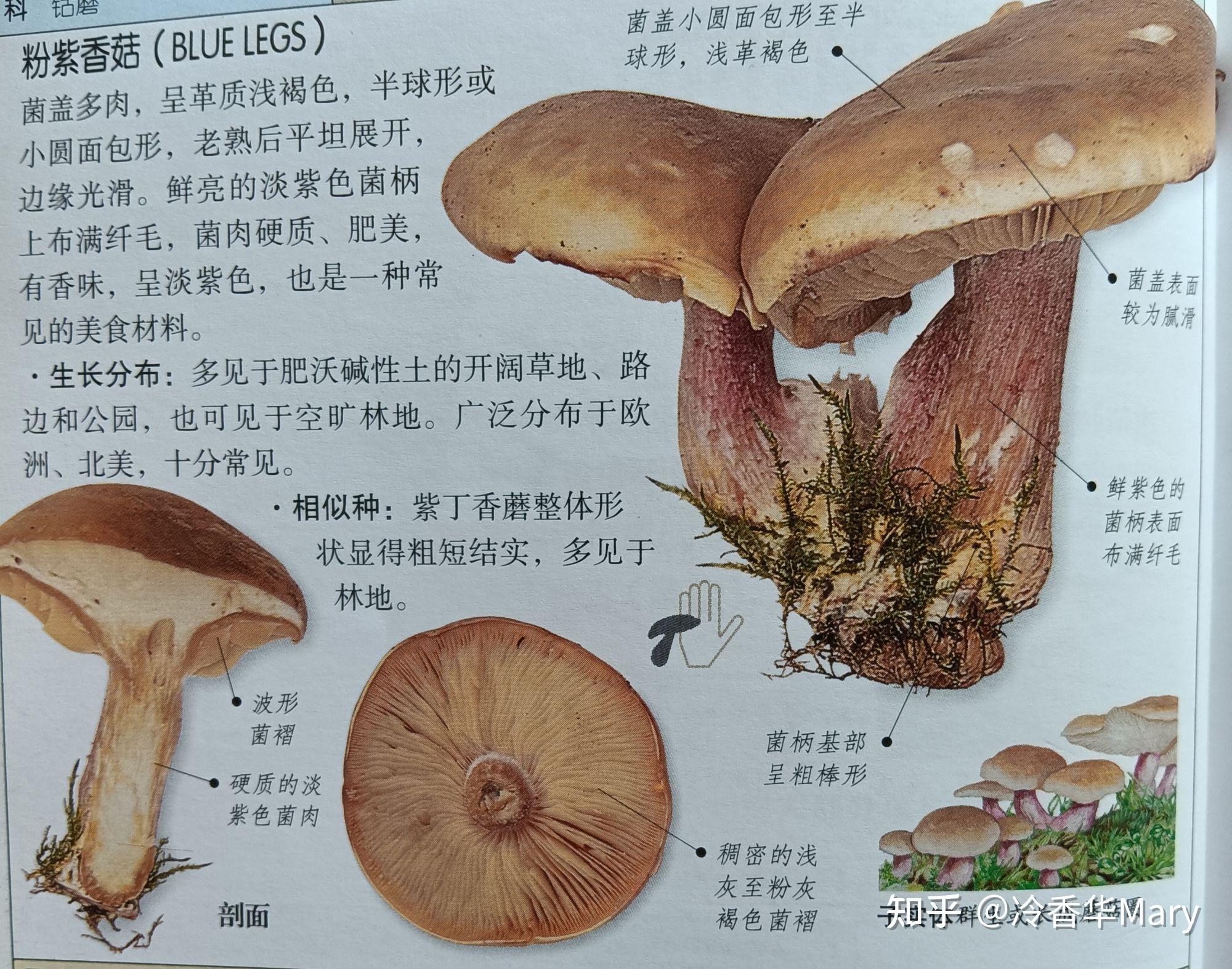 一,粉紫香菇(blue legs)