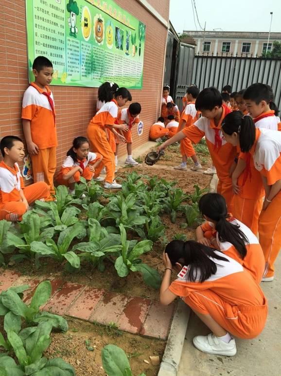 班班有"种植园" 人人做"小园丁"