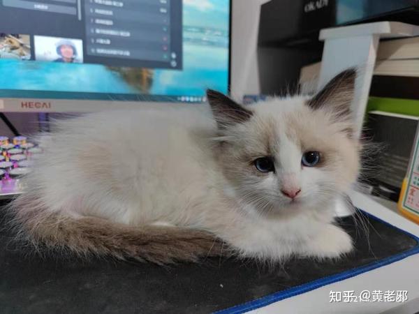 这只布偶猫的品相如何,有没有大神帮忙分析一下