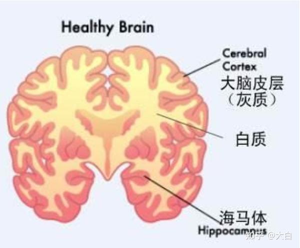 他们发现这些宝宝中,智商较高的宝宝, 前额皮质和额叶眼动区的灰质