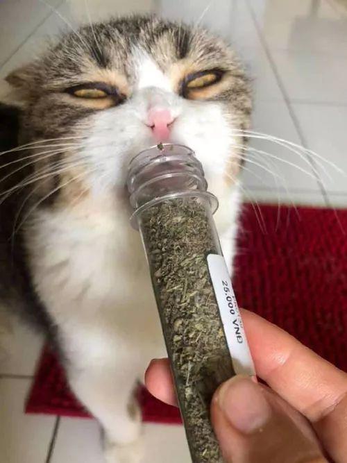 主人给猫吸了一些猫薄荷后,它这上头的模样,太搞笑了!