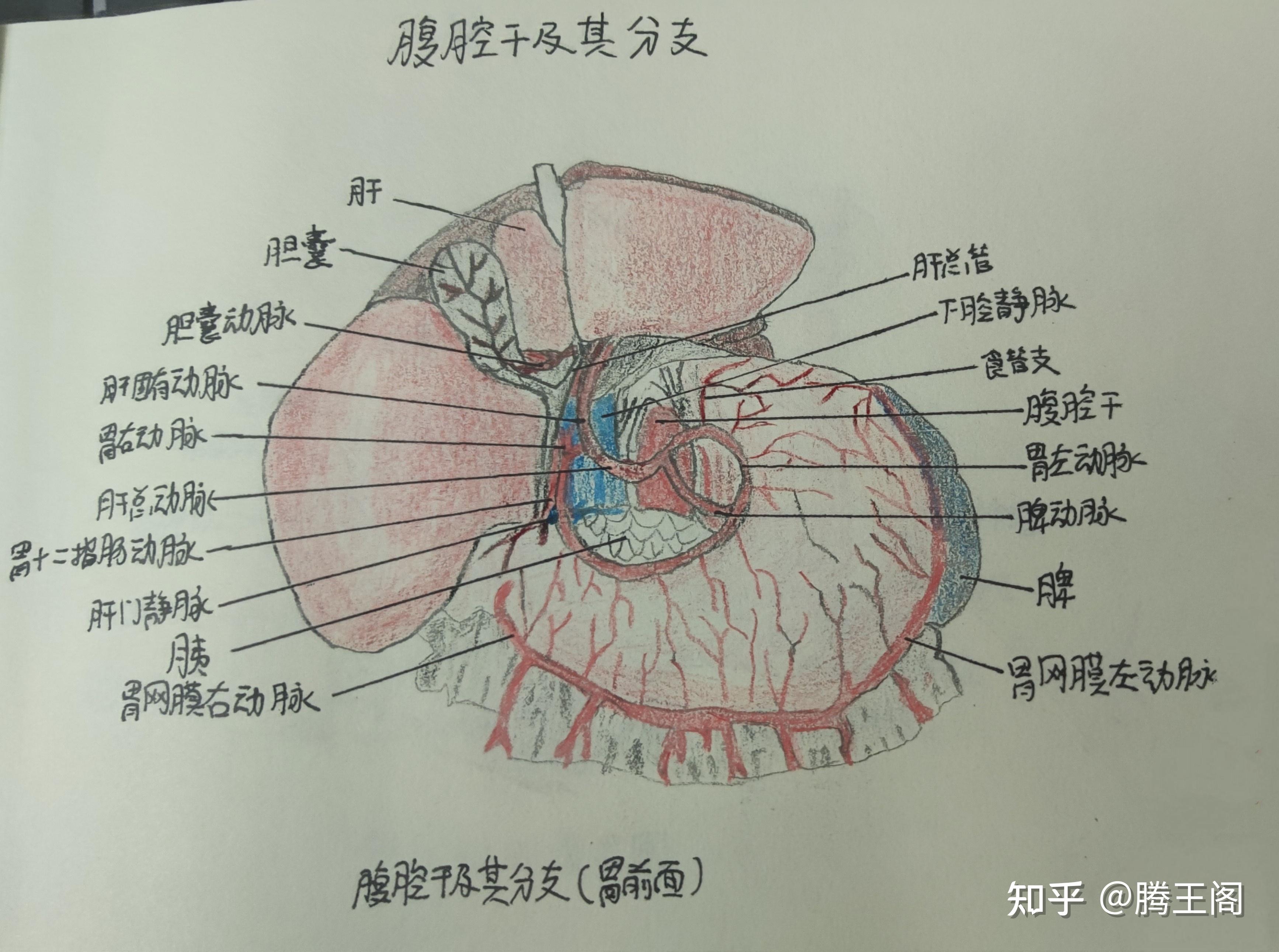 系统解剖学实验画图作业手绘图