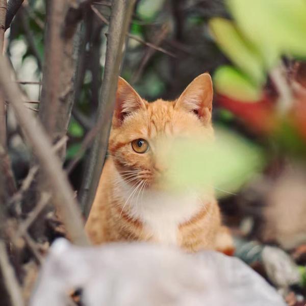 犹抱树叶半遮面,喵家初次见面,有点害羞嘛