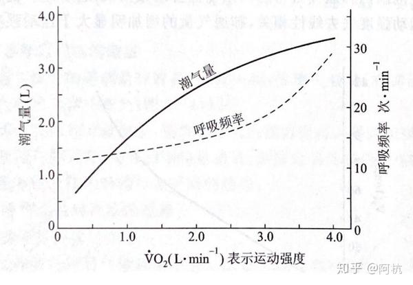 随后,我翻遍了大学图书馆后,终于找到了潮气量和呼吸频率与运动强度的