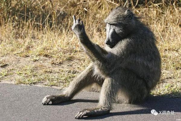 山魈又叫鬼狒狒,是世界上最大的猴类,山魈体型粗壮,成年山魈性格