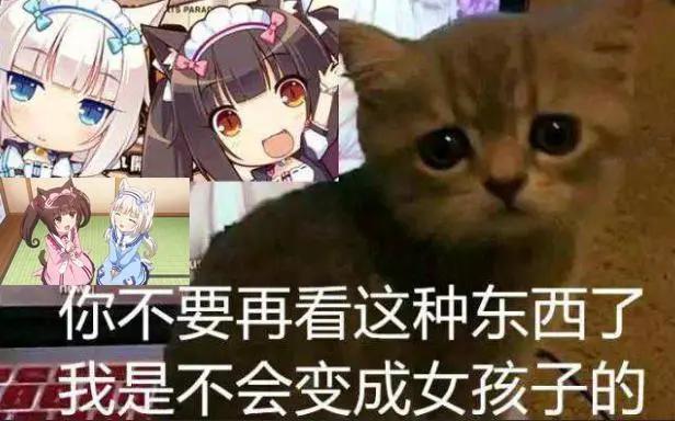 快给我变!为什么总有人希望猫变成美少女?