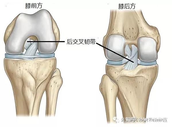 后交叉韧带的位置 交叉韧带是一对位于膝关节内的粗壮,强大的韧带