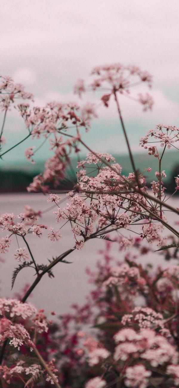 苹果12小清新壁纸