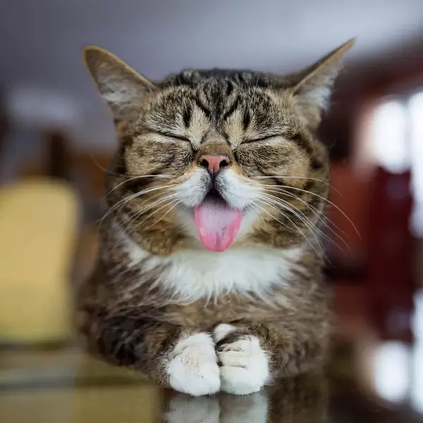 猫咪吐舌头不只是纯卖萌!也是在向你发送这些信号.