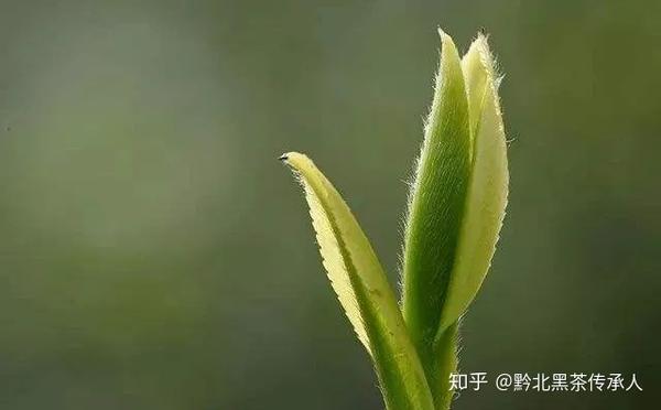 《中国茶叶词典》对茶毫的定义是这样的:嫩芽和嫩叶背面表皮细胞向